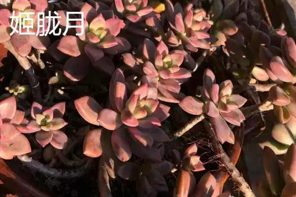 图片[2]-新手必看！姬胧月、虹之玉、冬美人等易养多肉植物推荐-会东网