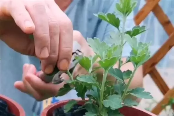 秋季菊花养护秘籍：每天晒光2-3小时的科学依据插图6