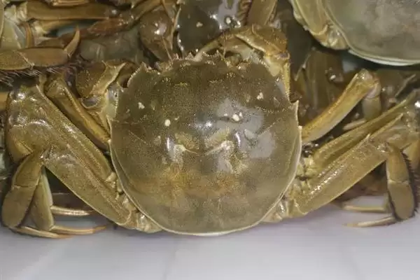 螃蟹价格的波动因素:不同品种价格不同的背后原因插图4 螃蟹价格的波动因素:不同品种价格不同的背后原因插图4