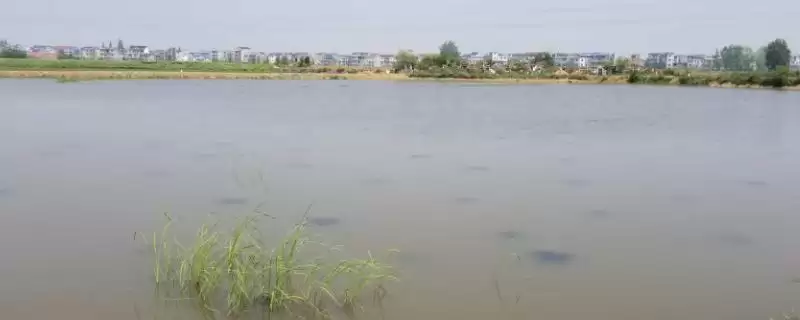 静水土池塘养鱼高产技术 ,静水土池塘养鱼如何实现高产,密度有何要求?-会东网