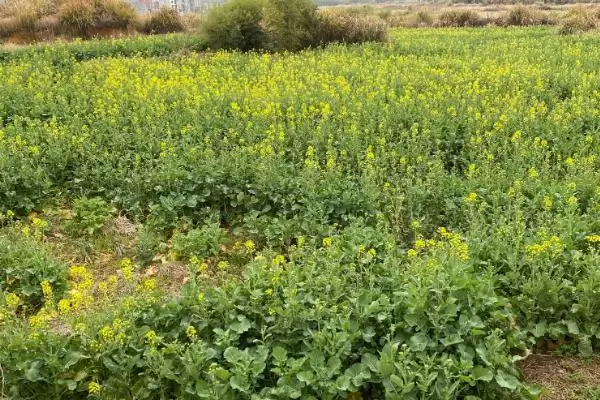 怎么给油菜施肥，脱肥时要补充氮磷肥料插图4