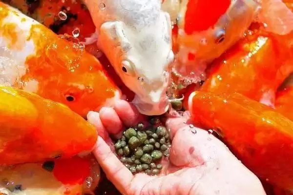 图片[2]-锦鲤的增色饲料 ,喂什么能让锦鲤增色比较快呢-会东网