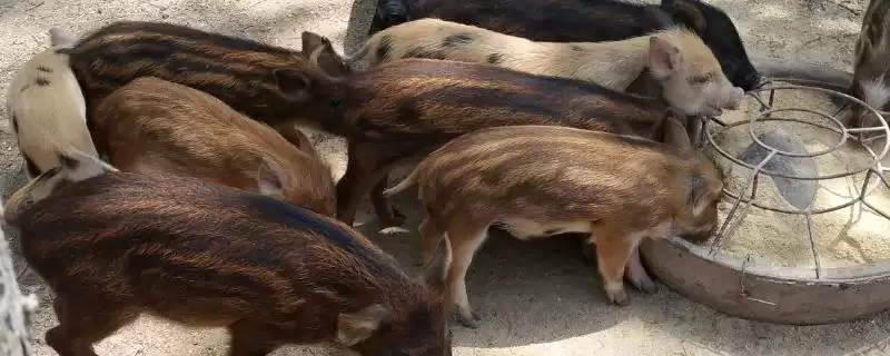 特种野猪提纯复壮的方法和重点?养猪要做好哪些品种优化细节?-会东网