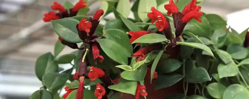 口红吊兰的植物介绍 ,口红吊兰是怎样的附生小灌木呢?-会东网