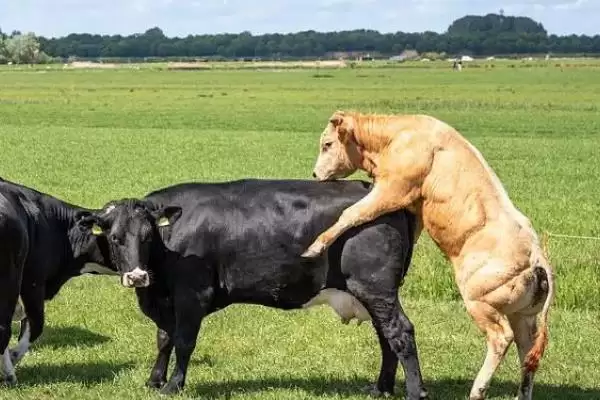 牛的繁殖之道:人工与自然配种的方法与选择插图2 牛的繁殖之道:人工与自然配种的方法与选择插图2