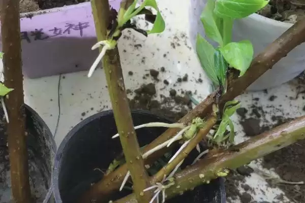 图片[4]-确定迎春花小苗移栽时间的方法和重点？确定迎春花小苗移栽时间要做好哪些细节？-会东网