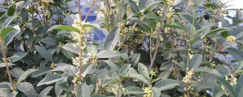 日香桂和四季桂的区别？区分日香桂和四季桂要关注哪些差异？-会东网