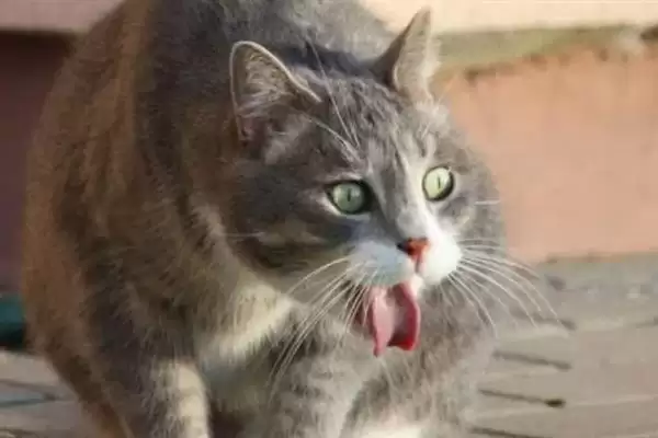 猫薄荷有什么作用 ,猫薄荷对猫咪有何影响插图3