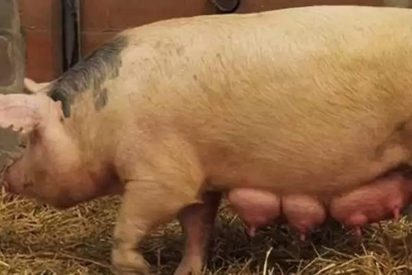 母猪在哺乳期能不能进行驱虫呢,因驱虫药有毒性母猪哺乳期不建议驱虫插图2 母猪在哺乳期能不能进行驱虫呢,因驱虫药有毒性母猪哺乳期不建议驱虫插图2