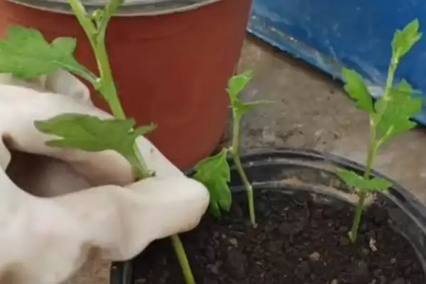 扦插菊花时间秘籍：3-5月扦插为佳的科学依据插图1