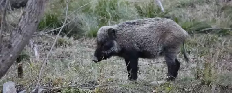 了解野猪走老路间隔时间的方法和重点？了解野猪走老路间隔时间要做好哪些细节？-会东网