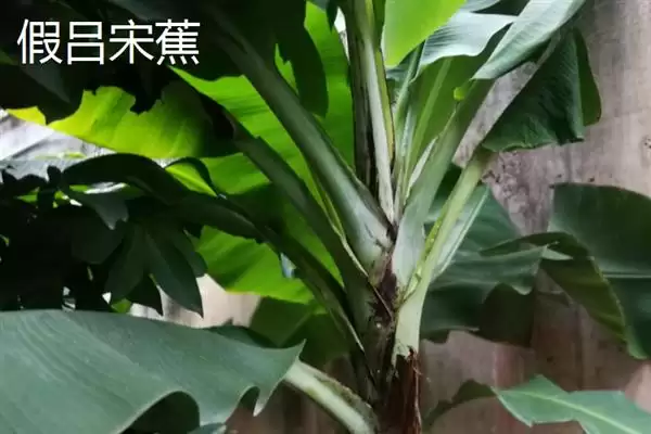图片[14]-台湾香蕉的主要栽培品种，常见的有李林蕉、玫瑰蕉、旦蕉等-会东网