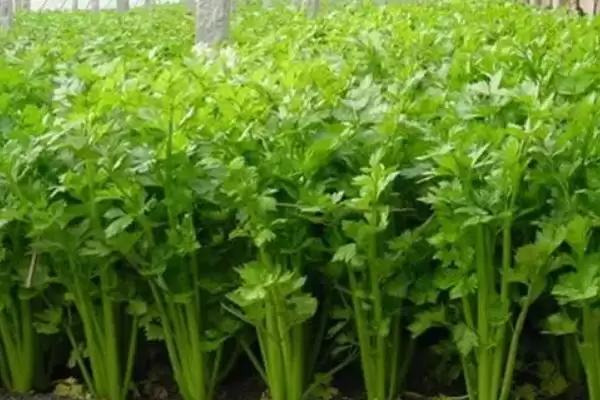 图片[2]-认识有机蔬菜的方法和重点？认识有机蔬菜要做好哪些细节？-会东网