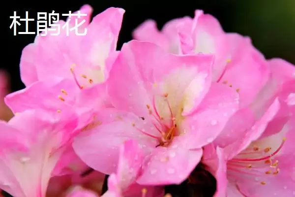 图片[4]-认识学校树木的方法和重点？认识学校树木要做好哪些细节？-会东网