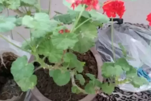 图片[3]-天竺葵在什么季节移栽？确定天竺葵移栽季节要考虑哪些生长周期和环境因素？-会东网