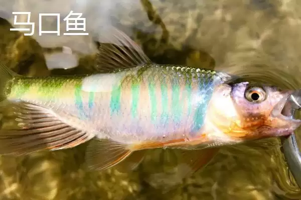 宽鳍鱲和马口鱼的区别 ,宽鳍鱲胸鳍的黑色斑点有何特征？插图4