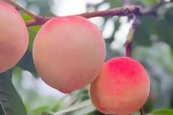 图片[3]-水蜜桃中的王者！奉化水蜜桃凭啥称霸中国？-会东网