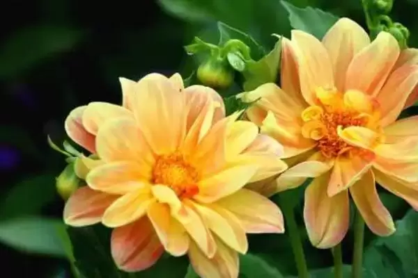 图片[2]-小丽花开花时间的要点和判断？判断小丽花开花时间需注意什么？-会东网
