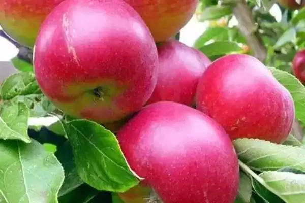 好吃的十大苹果品种,口感和甜度均不同插图5 好吃的十大苹果品种,口感和甜度均不同插图5