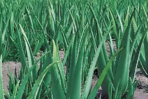 图片[2]-芦荟的种植管理方法有哪些 ,芦荟怎么进行种植管理-会东网