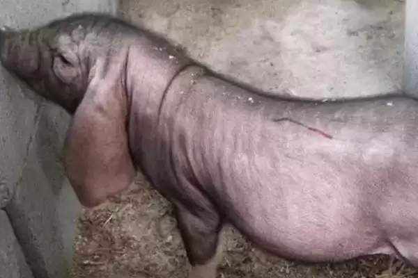 小母猪阉割作用及操作方法和重点？养猪要做好哪些阉割细节？插图1