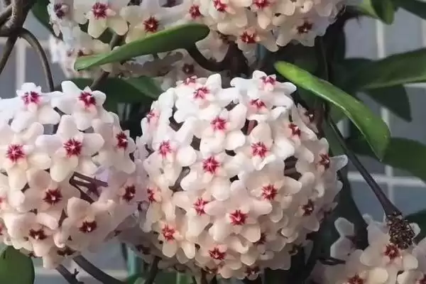 球兰浇水技巧全解：经常向叶面上喷水的原因及频率插图2