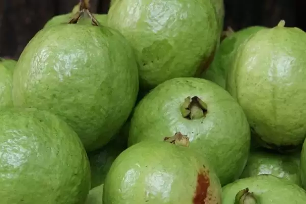 番石榴红心和白心区别,果肉颜色明显不同插图4 番石榴红心和白心区别,果肉颜色明显不同插图4