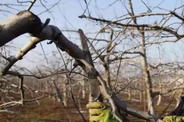 给苹果树修枝的作用,修枝可改善树体营养、提高果实品质插图3 给苹果树修枝的作用,修枝可改善树体营养、提高果实品质插图3