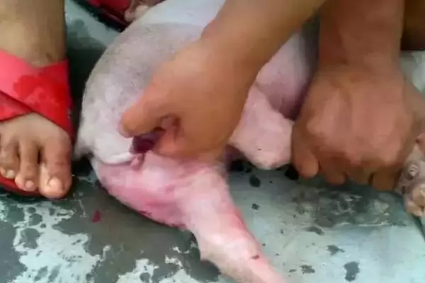 劁猪和骟猪的区别剖析：手术部位不同的本质差异插图3