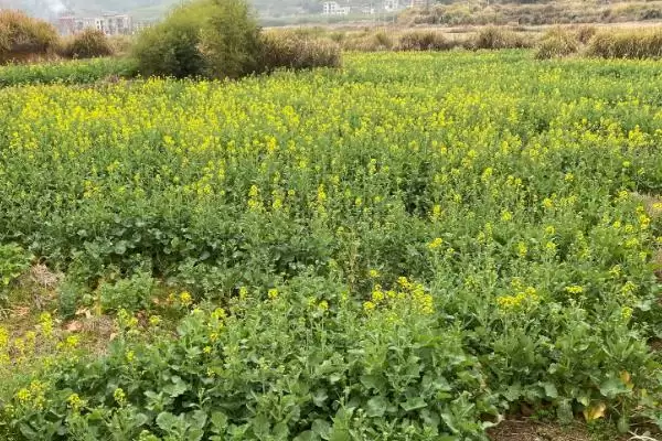 哪种油菜专用肥料比较好,适量追施钾肥效果更佳插图2 哪种油菜专用肥料比较好,适量追施钾肥效果更佳插图2