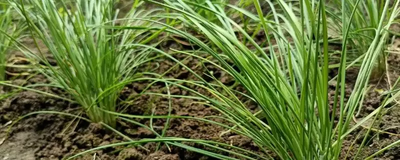 韭菜的收割周期 ,韭菜一般每隔多久可以割一次呢?-会东网