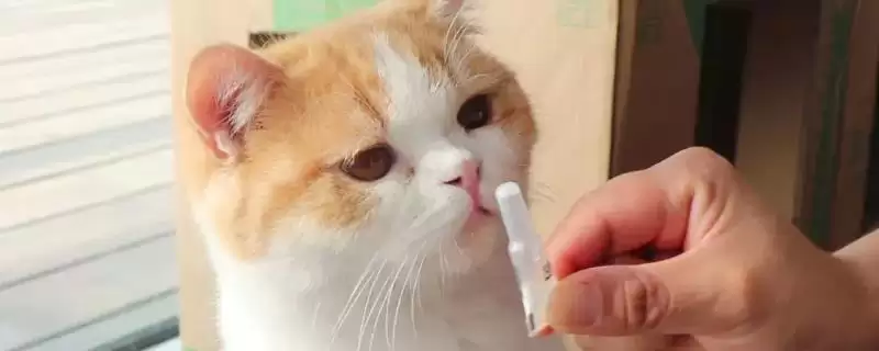 猫身上的跳蚤会传染给人吗 ,猫身上跳蚤是会传染给人的-会东网