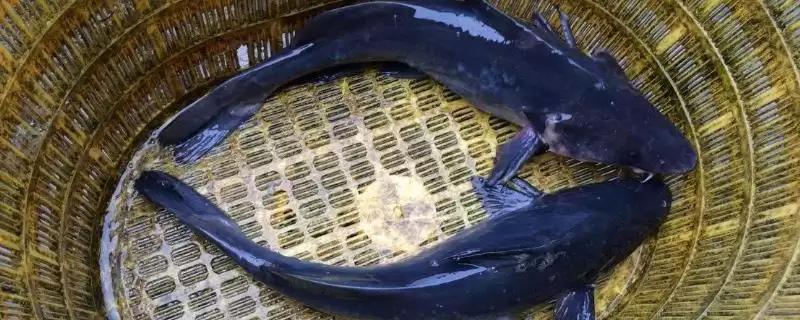 清江鱼种类全解:并不特指某一种鱼的丰富品类-会东网