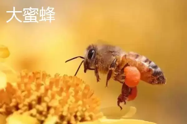 图片[5]-小蜜蜂和大蜜蜂有什么区别，体型是最大不同-会东网