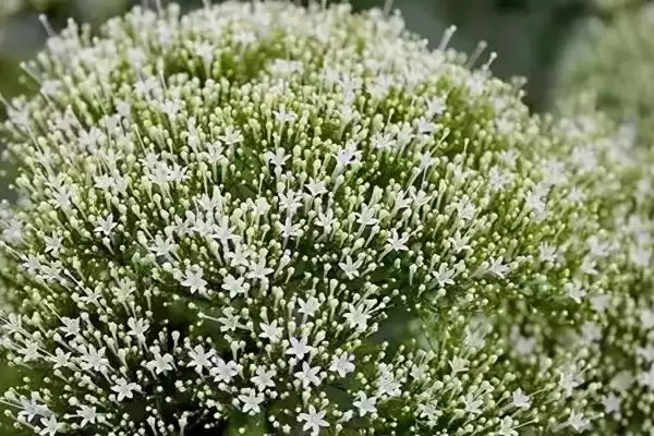 图片[2]-夕雾花花语的含义和要点？理解夕雾花花语需关注哪些关键？-会东网