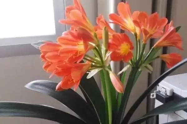 君子兰在低温下的存活情况 ,君子兰在零下 2 度会被冻死吗?插图2 君子兰在低温下的存活情况 ,君子兰在零下 2 度会被冻死吗?插图2