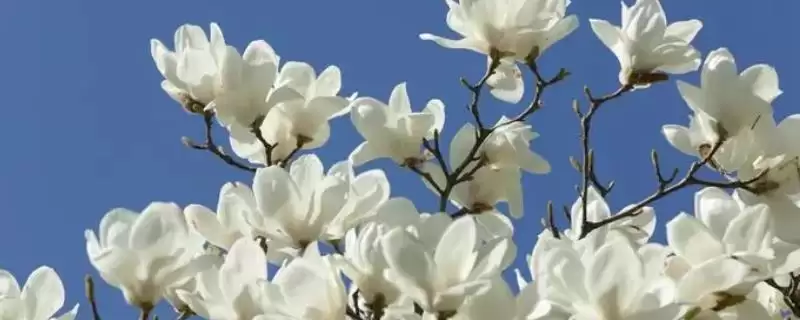 判断玉兰花是否是辛夷花的方法和重点？判断玉兰花是否是辛夷花要做好哪些细节？-会东网