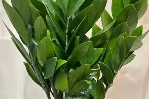 金钱树烂根的处理方法 ,金钱树烂根主要原因及咋处理插图3 金钱树烂根的处理方法 ,金钱树烂根主要原因及咋处理插图3