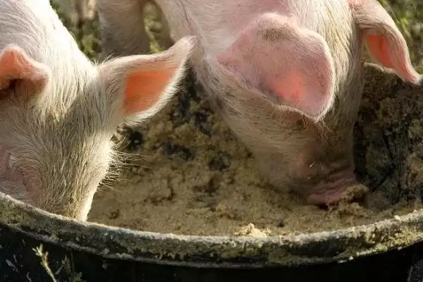 治疗小猪口蹄疫的方法和重点?养猪要做好哪些疫病治疗细节?插图4 治疗小猪口蹄疫的方法和重点?养猪要做好哪些疫病治疗细节?插图4