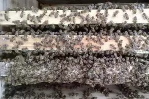 蜜蜂造脾的速度，因群势强弱、蜜源多寡等不同而不同插图2