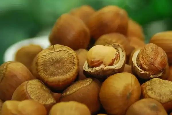 了解榛子的方法和重点？养猪与周边经济作物有哪些关联细节？插图3