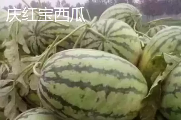 了解西瓜常见品种的方法和重点？认识西瓜品种要做好哪些细节？插图6