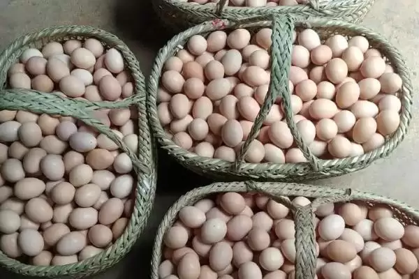 计算散养土鸡成本的方法和重点?养鸡要做好哪些成本核算?插图11 计算散养土鸡成本的方法和重点?养鸡要做好哪些成本核算?插图11