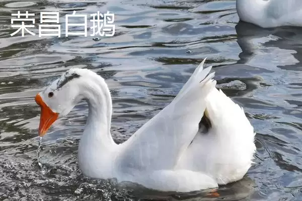 了解重庆市丰都县特产的方法和重点?养猪与当地特产产业有哪些关联细节?插图10 了解重庆市丰都县特产的方法和重点?养猪与当地特产产业有哪些关联细节?插图10