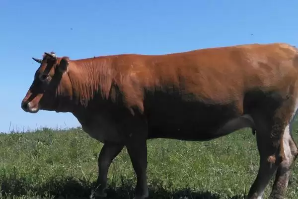 牛的精神和品格颂歌:勤劳憨厚背后的农耕文化插图2 牛的精神和品格颂歌:勤劳憨厚背后的农耕文化插图2