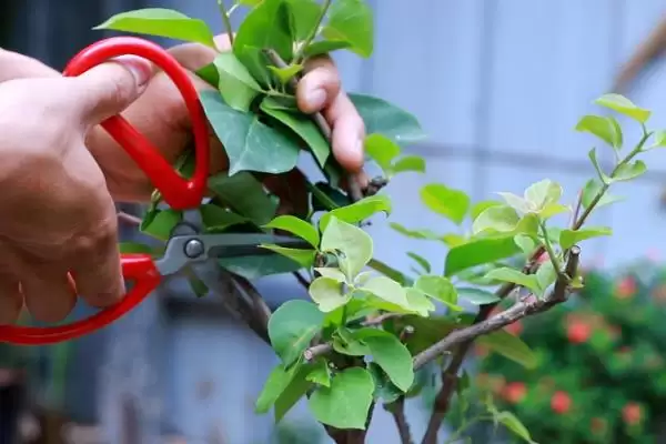 图片[7]-养花长得茂盛的方法和重点？养花长得茂盛要做好哪些细节？-会东网