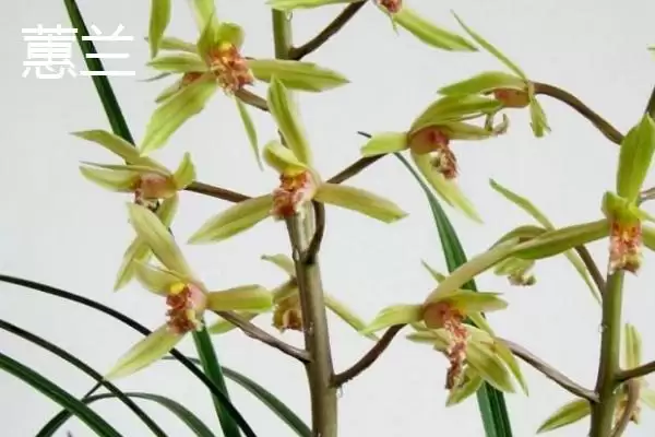 兰花的品种分类 ,兰花主要分为哪些常见品种呢?插图3 兰花的品种分类 ,兰花主要分为哪些常见品种呢?插图3