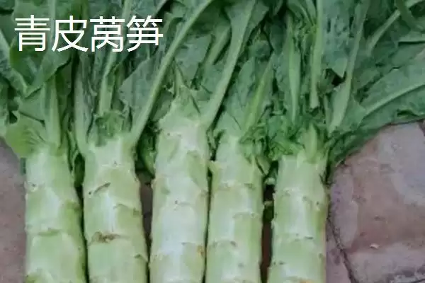 图片[5]-莴笋的产地？了解莴笋产地要知晓哪些主要的地域分布和生长环境信息？-会东网