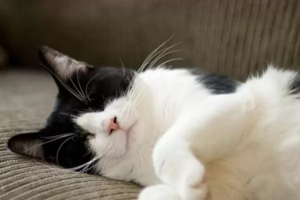 猫咪黑下巴该如何治疗 ,猫咪黑下巴可涂含氟氧沙星药物插图3 猫咪黑下巴该如何治疗 ,猫咪黑下巴可涂含氟氧沙星药物插图3