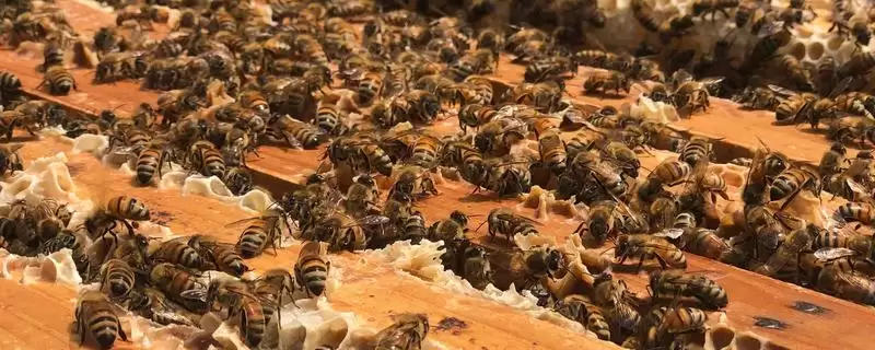 夏季蜂群的管理要点,核心工作是防暑降温-会东网